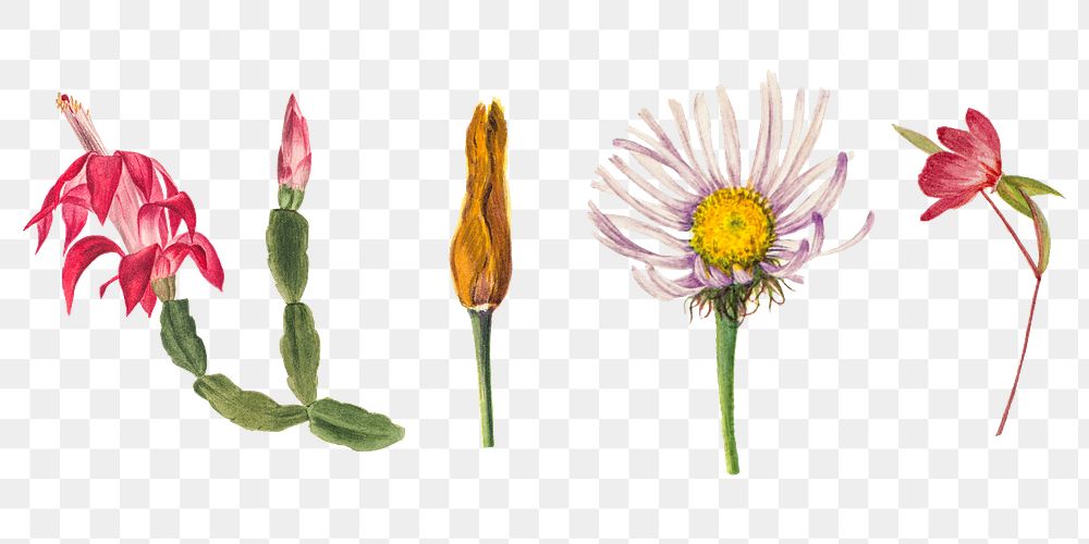 Wild flowers png illustration set, remixed from the artworks by Mary Vaux Walcott