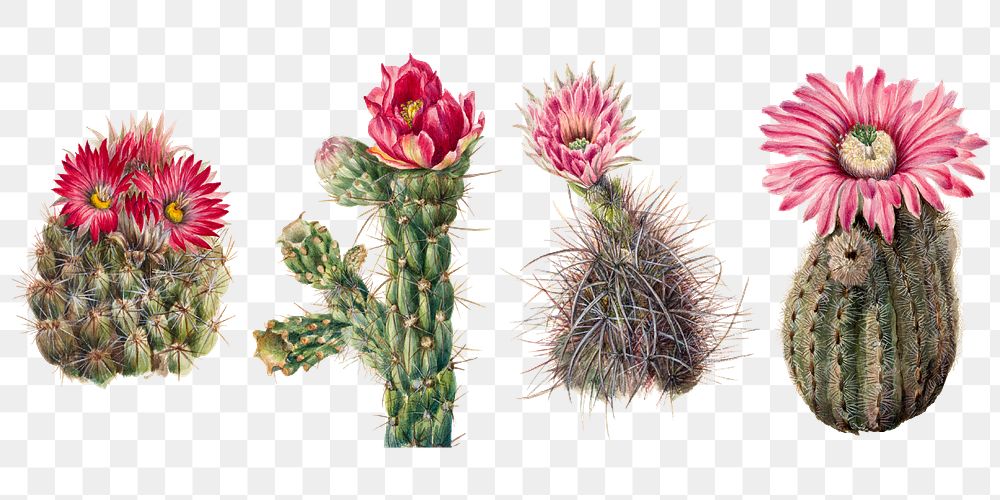 Cactus flowers png illustration set, remixed from the artworks by Mary Vaux Walcott