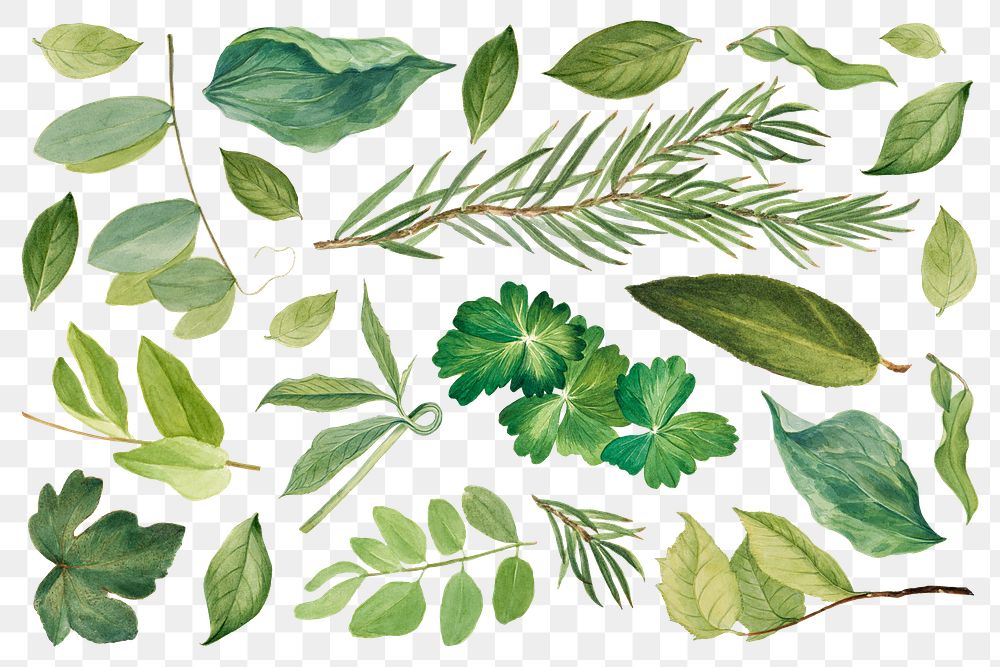 Vintage green leaves png illustration botanical drawing set