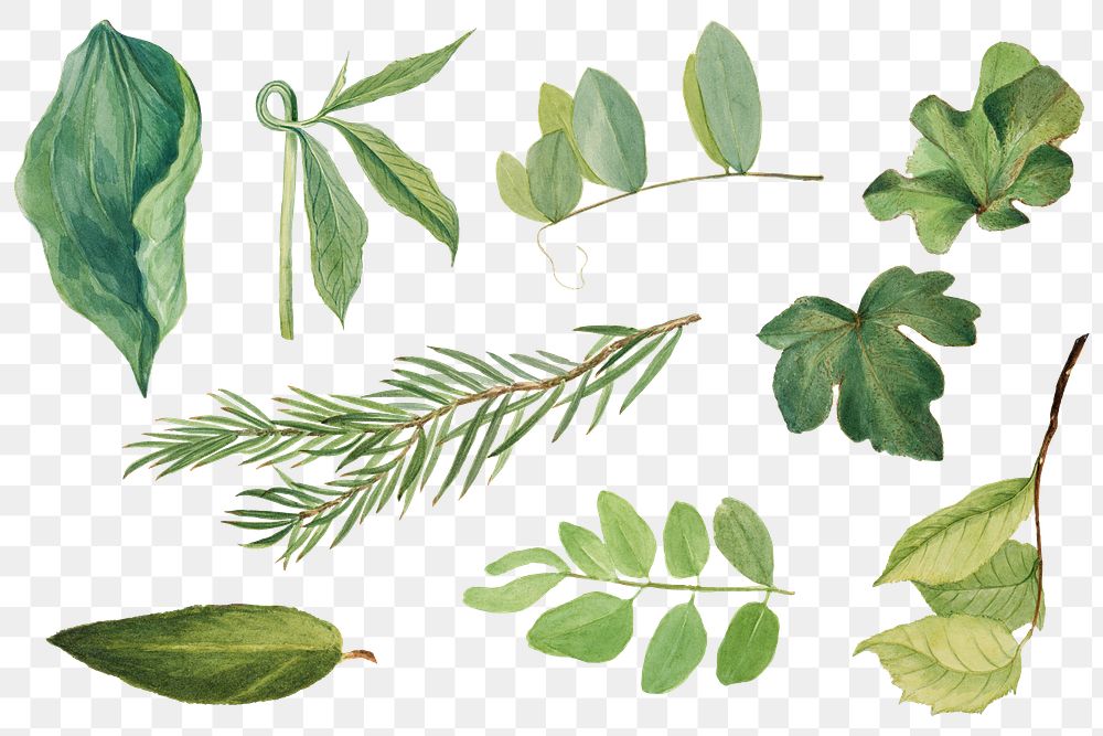 Green leaves png botanical illustration set, remixed from the artworks by Mary Vaux Walcott