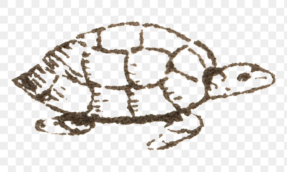 Engraving png turtle vintage icon drawing