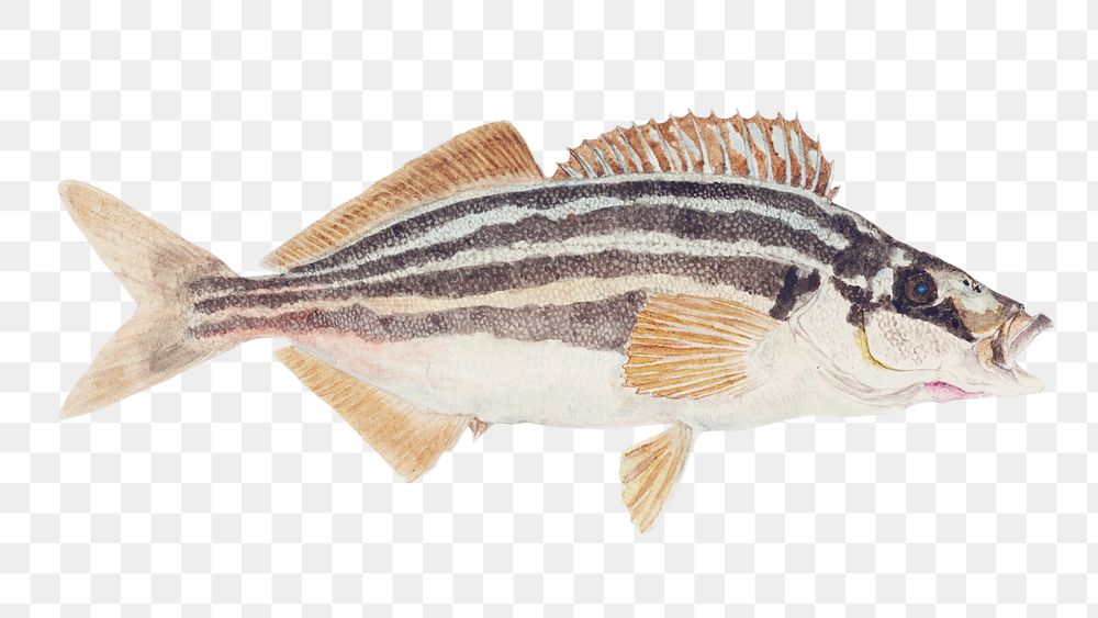Ocean life striped trumpeter png fish vintage clipart illustration