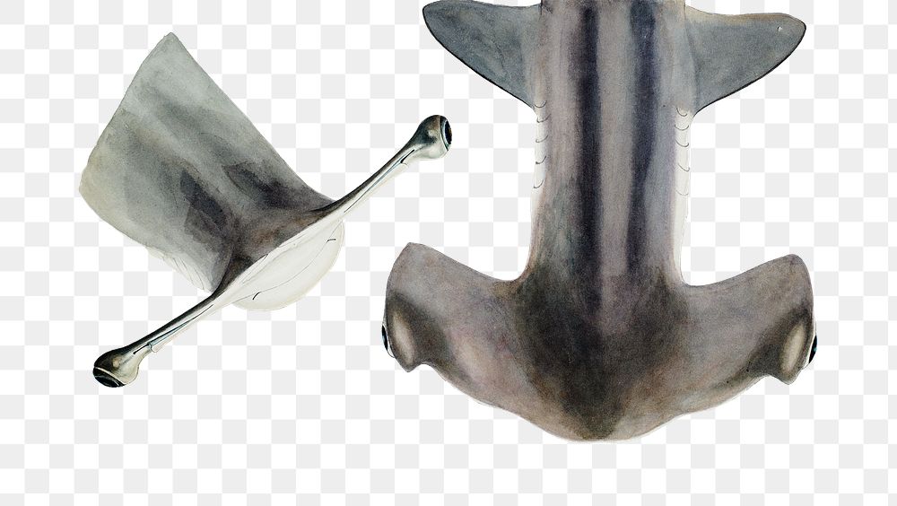 Vintage hammerhead shark drawing png sea animal drawing illustration