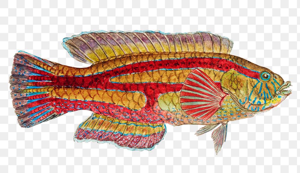 Antique drawing patrician wrasse png marine life illustrated drawing