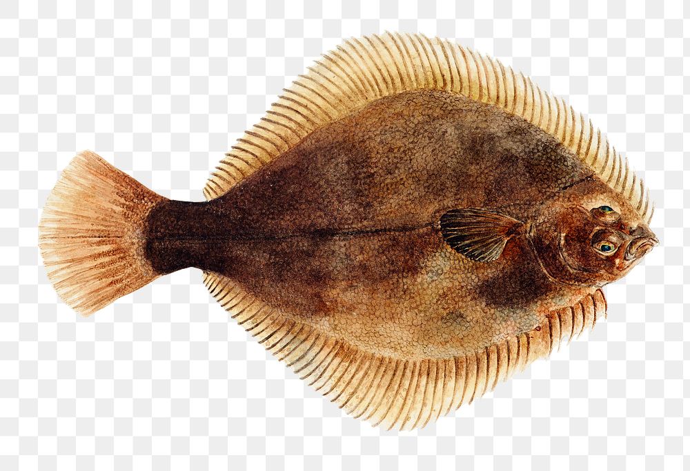 Antique drawing flounder png marine life illustrated drawing