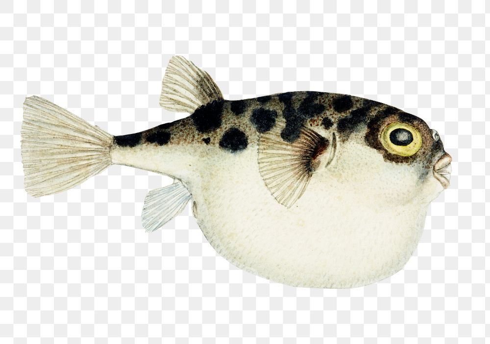Ocean life pufferfish fish png vintage clipart illustration
