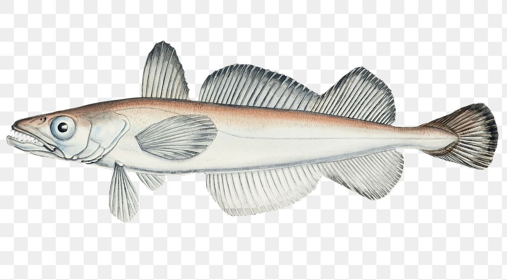 Vintage hake fish png aquatic animal illustration hand drawn