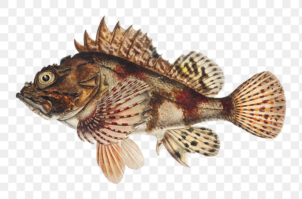 Antique red scorpion fish png illustration drawing clipart