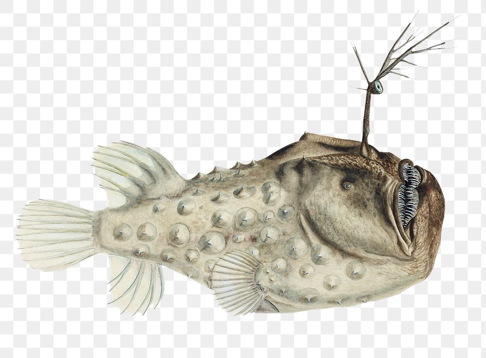 Ocean life anglerfish fish png vintage clipart illustration