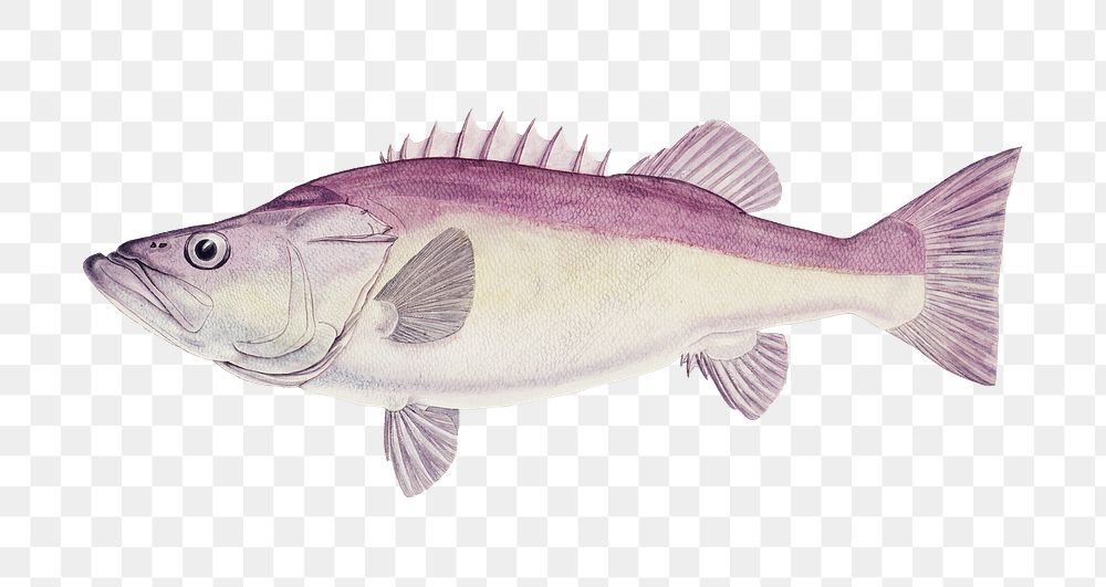 Hapuka fish marine life png hand drawn illustration
