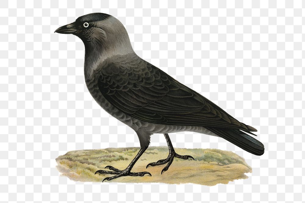 Png sticker crow bird hand drawn
