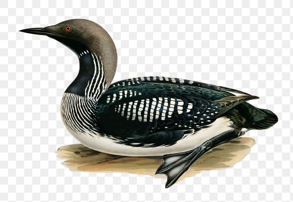 Png sticker black-throated loon bird hand drawn