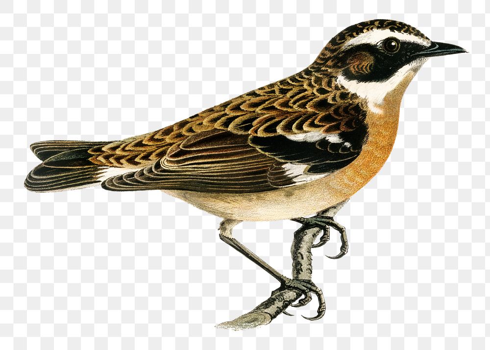 Whinchat bird png hand drawn