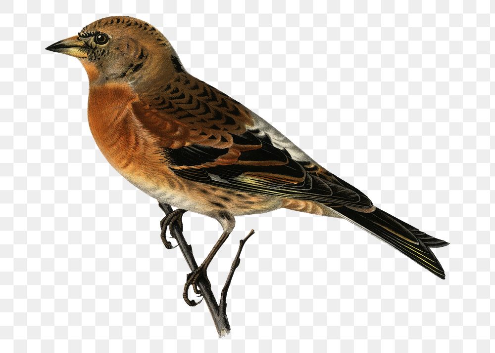 Brambling bird png hand drawn