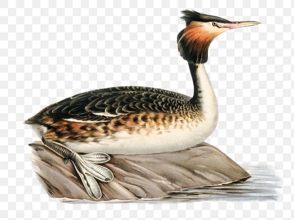 Great crested grebe water bird png hand drawn