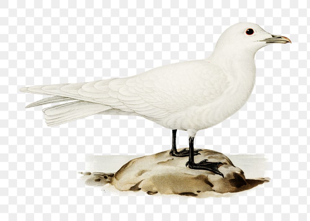Png sticker ivory gull bird hand drawn