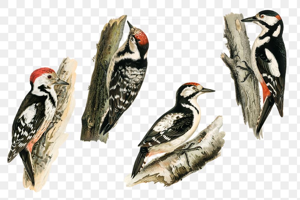 Vintage woodpecker drawing png bird collection