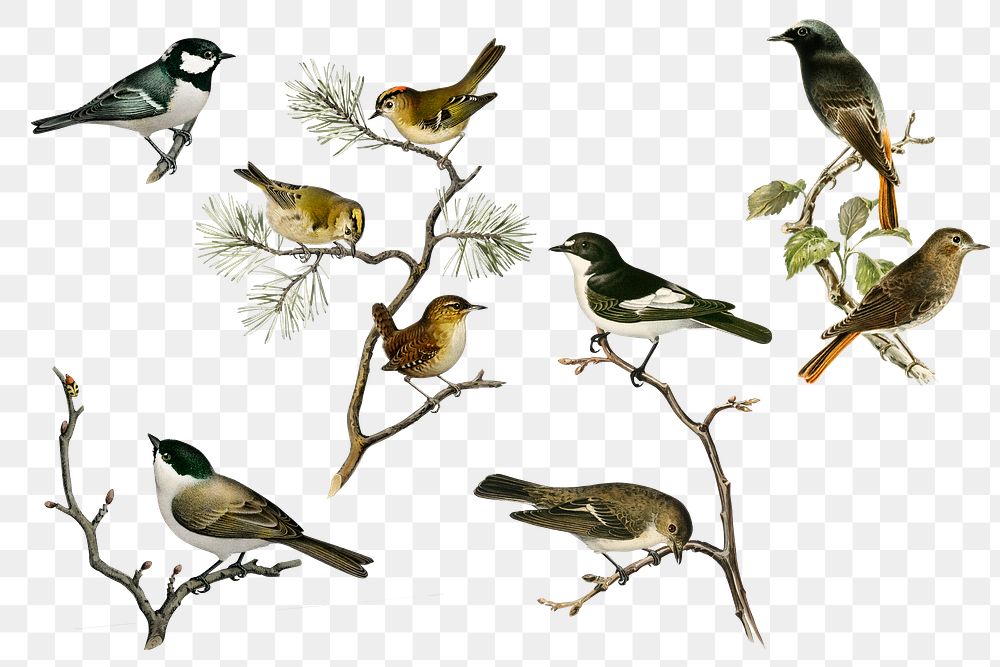 Insectivore birds png illustration collection 