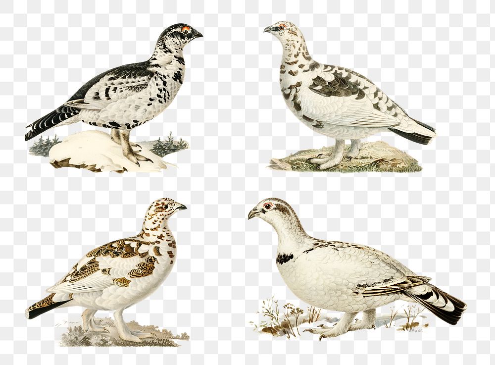Grouse png vintage drawing collection