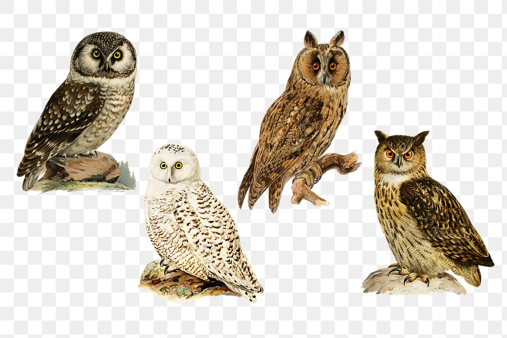 Vintage owl png drawing collection