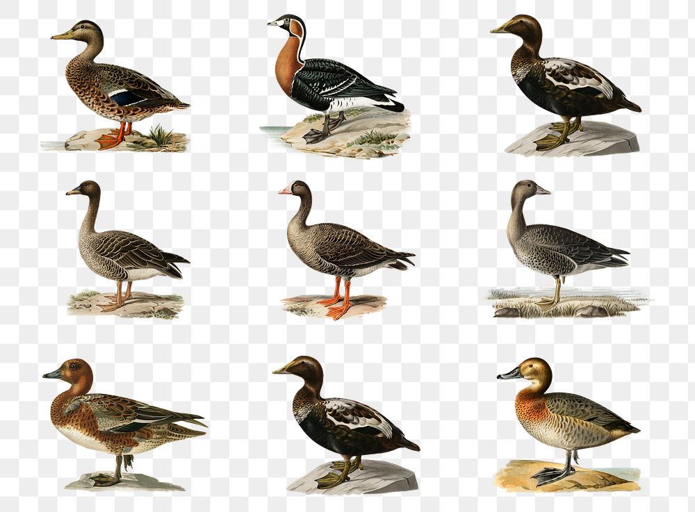 Colorful duck png vintage hand drawn collection