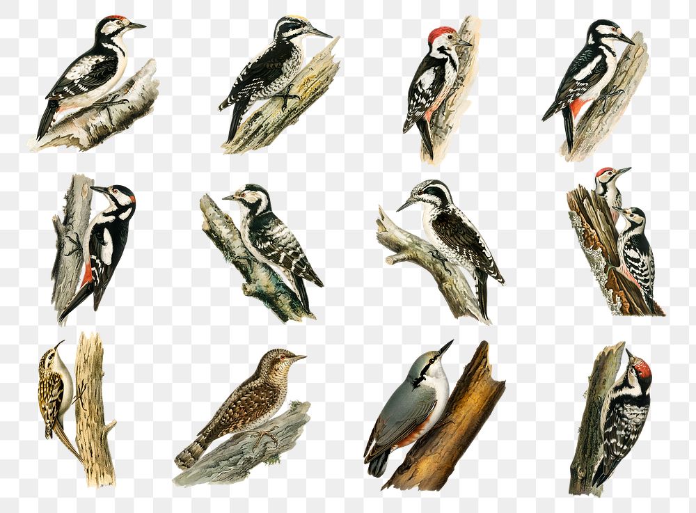 Vintage mixed woodpecker png sticker drawing set