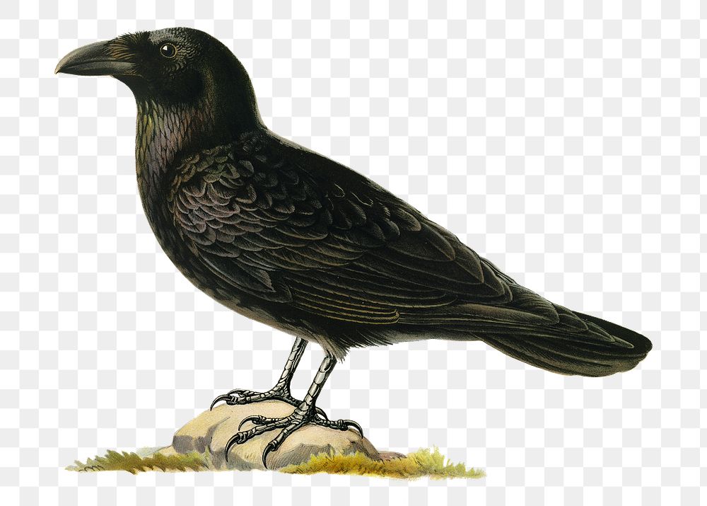 Transparent sticker raven bird hand drawn