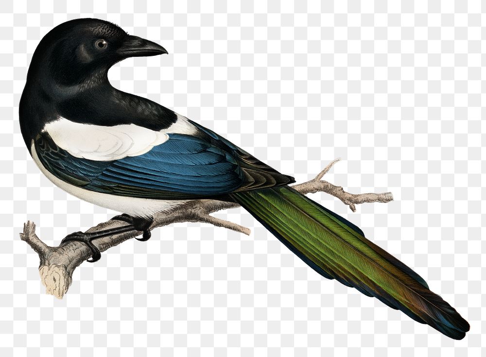 Eurasian magpie vintage bird png sticker hand drawn