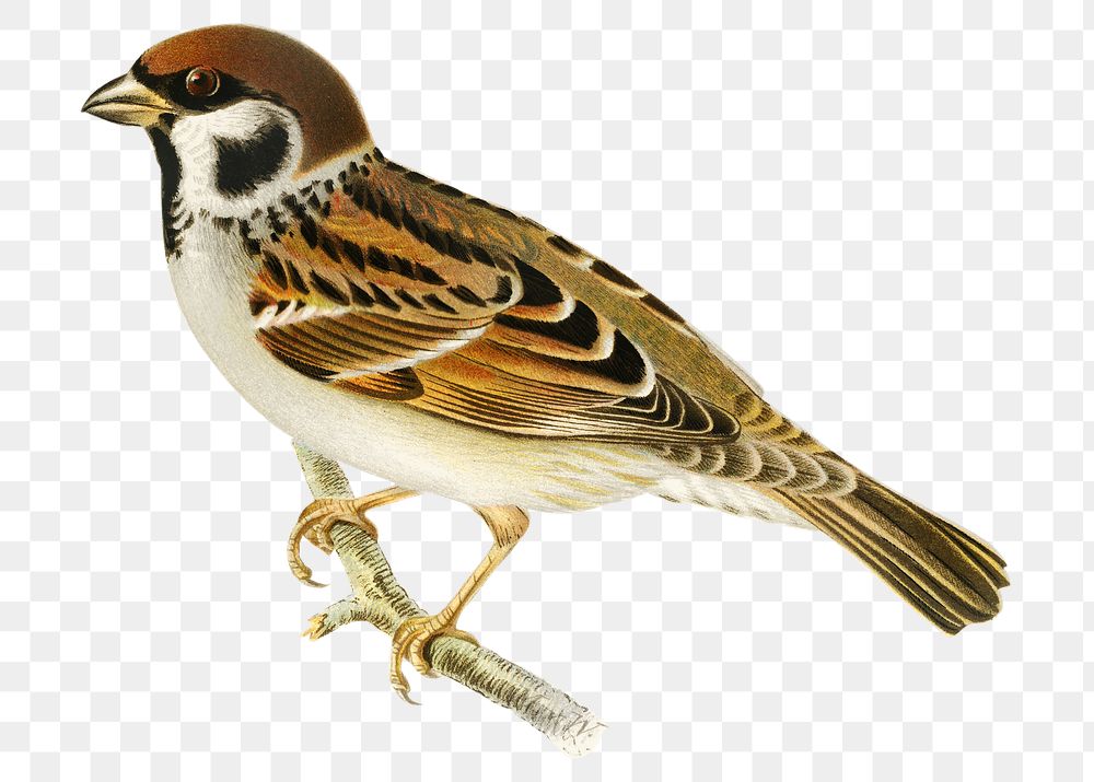 Png sticker eurasian tree sparrow bird hand drawn