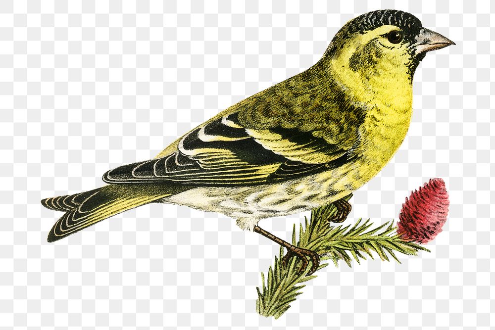 Png sticker eurasian siskin bird hand drawn