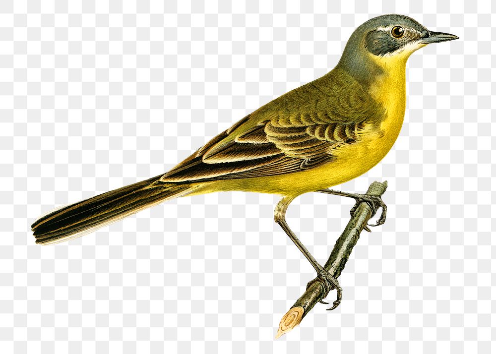 Png sticker western yellow wagtail bird hand drawn