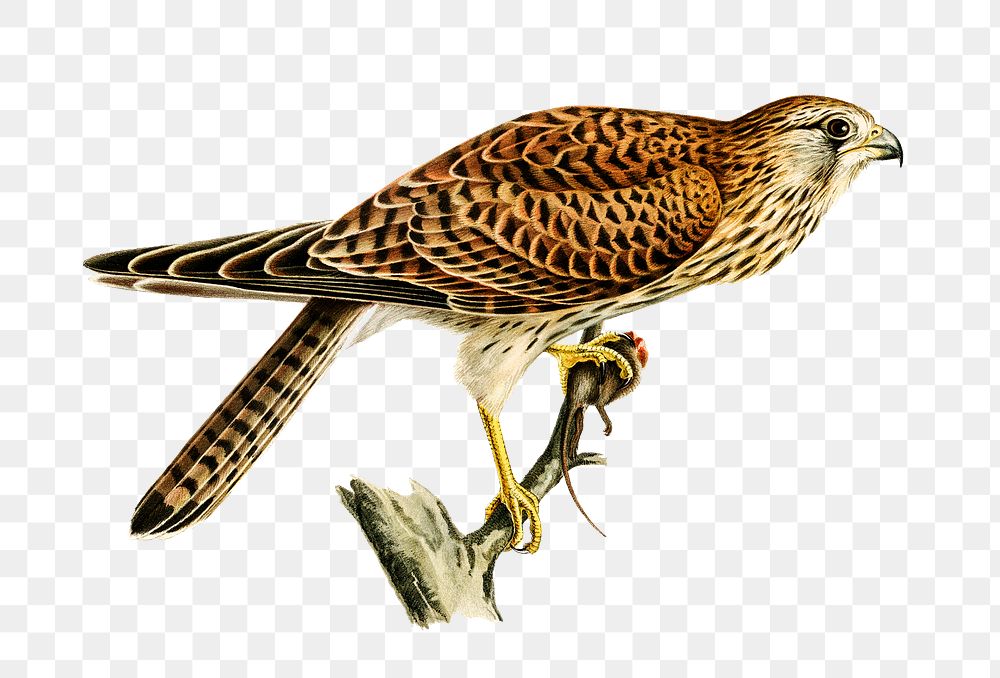 Png sticker common falcon bird hand drawn