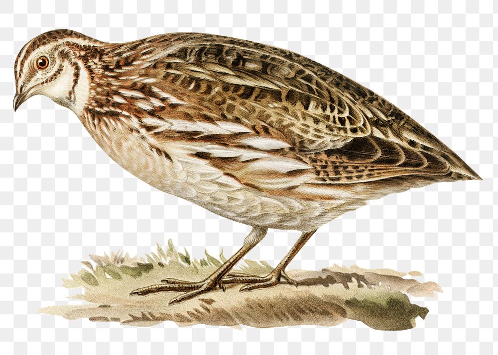 Png sticker common quail bird hand drawn