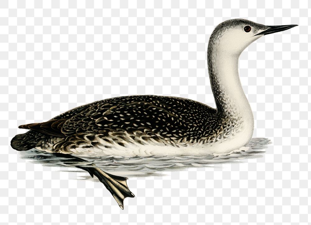 Red-throated loon vintage bird png sticker hand drawn