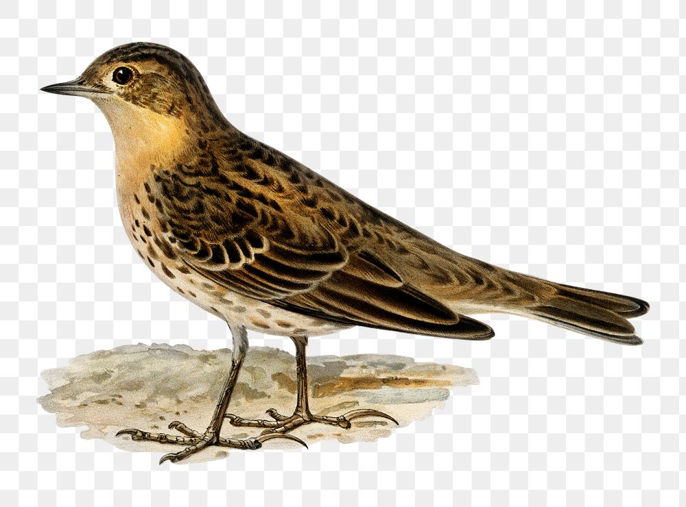 Png sticker red-throated pipit bird hand drawn