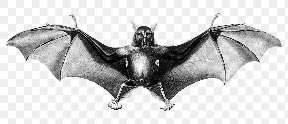 Vintage bat png animal, remix from artworks by Charles Dessalines D'orbigny