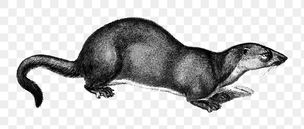 Vintage European otter png animal, remix from artworks by Charles Dessalines D'orbigny