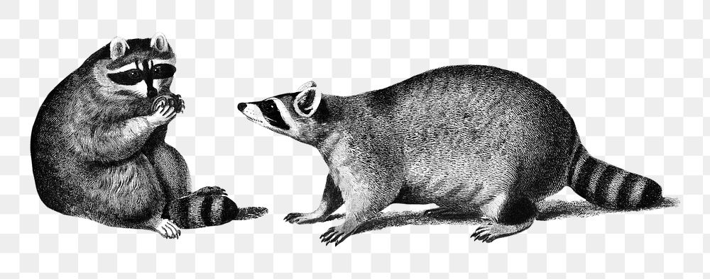 Vintage raccoons png animal, remix from artworks by Charles Dessalines D'orbigny