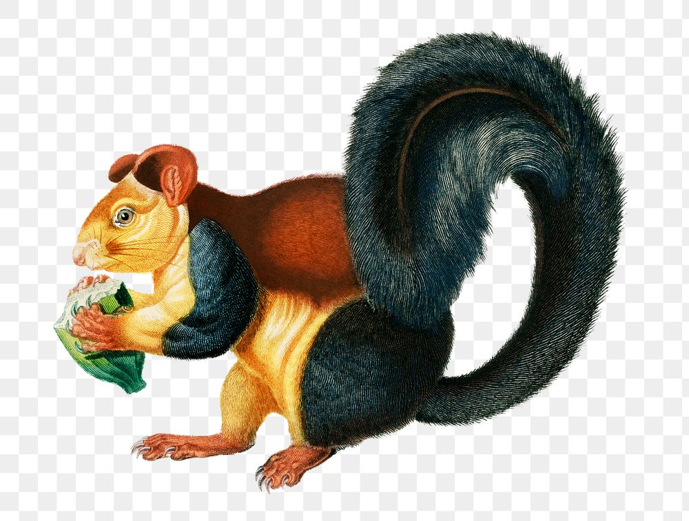 Vintage Squirrel png animal, remix from artworks by Charles Dessalines D'orbigny