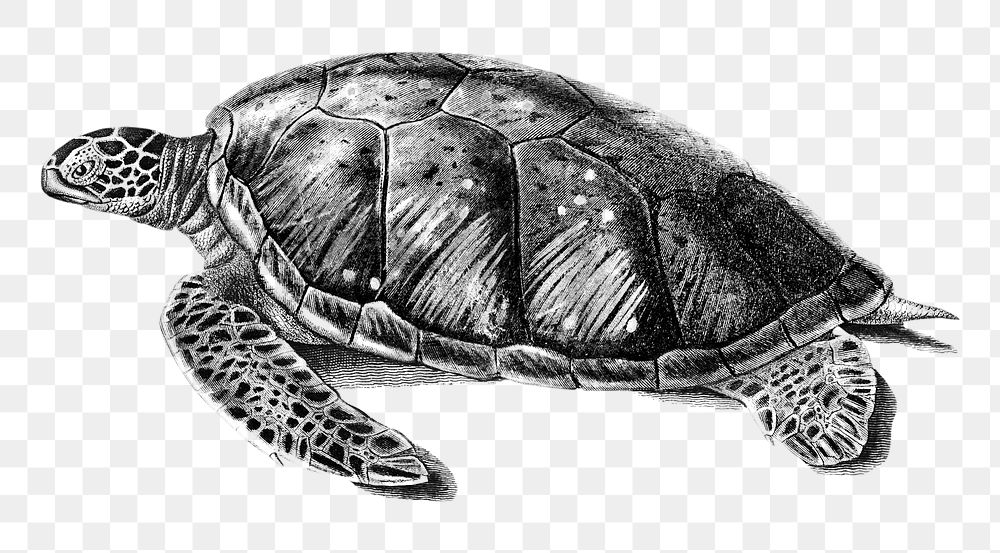 Vintage green sea turtle png, remix from artworks by Charles Dessalines D'orbigny