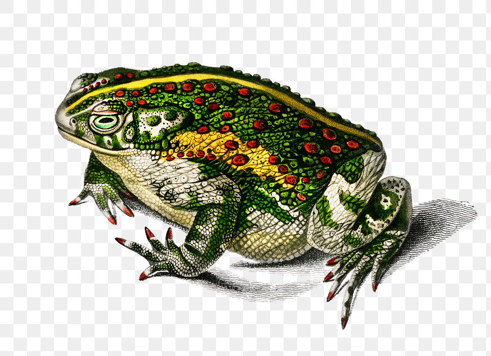 Vintage green toad png animal, remix from artworks by Charles Dessalines D'orbigny