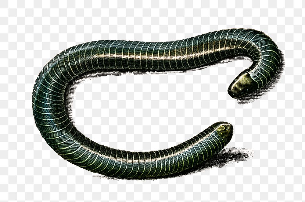 Vintage ringed caecilian png amphibian, remix from artworks by Charles Dessalines D'orbigny
