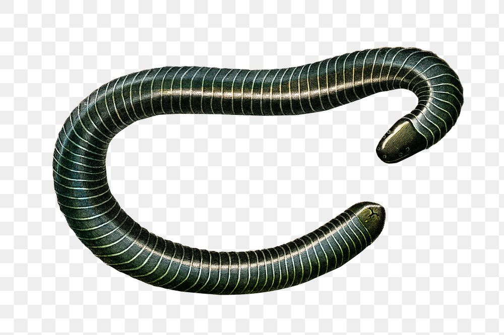 Vintage ringed caecilian png amphibian, remix from artworks by Charles Dessalines D'orbigny