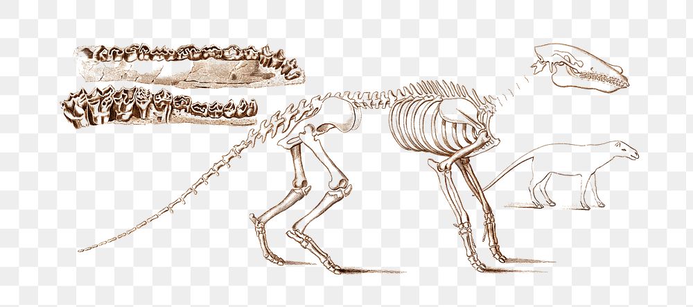 Anoplotherium fossil png skeleton structure, remix from artworks by Charles Dessalines D'orbigny
