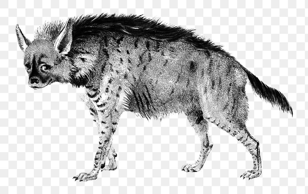 Striped hyena png vintage animal, remix from artworks by Charles Dessalines D'orbigny