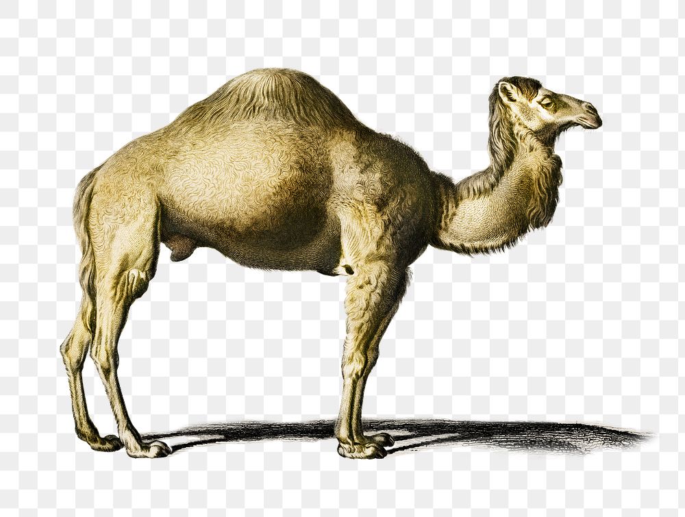 Vintage camel png animal, remix from artworks by Charles Dessalines D'orbigny