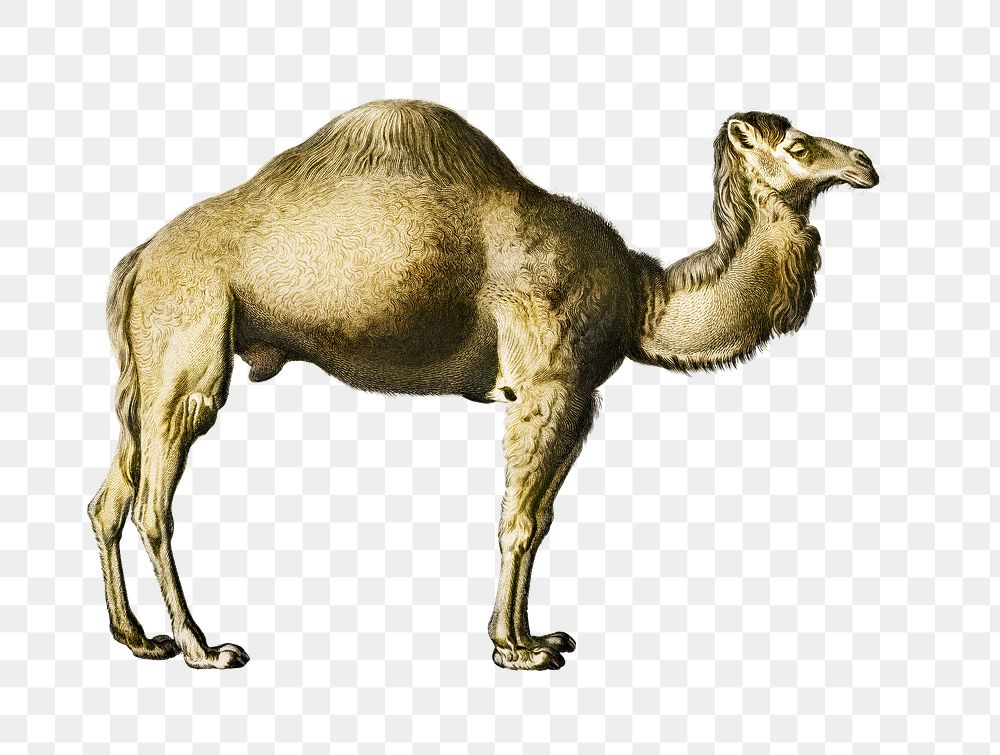 Vintage camel png animal, remix from artworks by Charles Dessalines D'orbigny