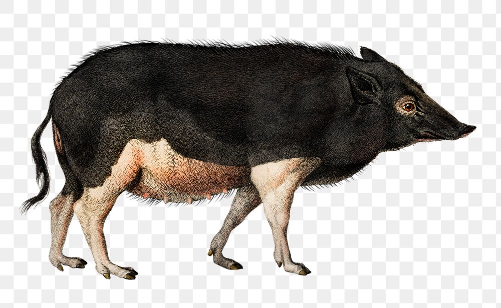 Vintage wild pig png animal, remix from artworks by Charles Dessalines D'orbigny