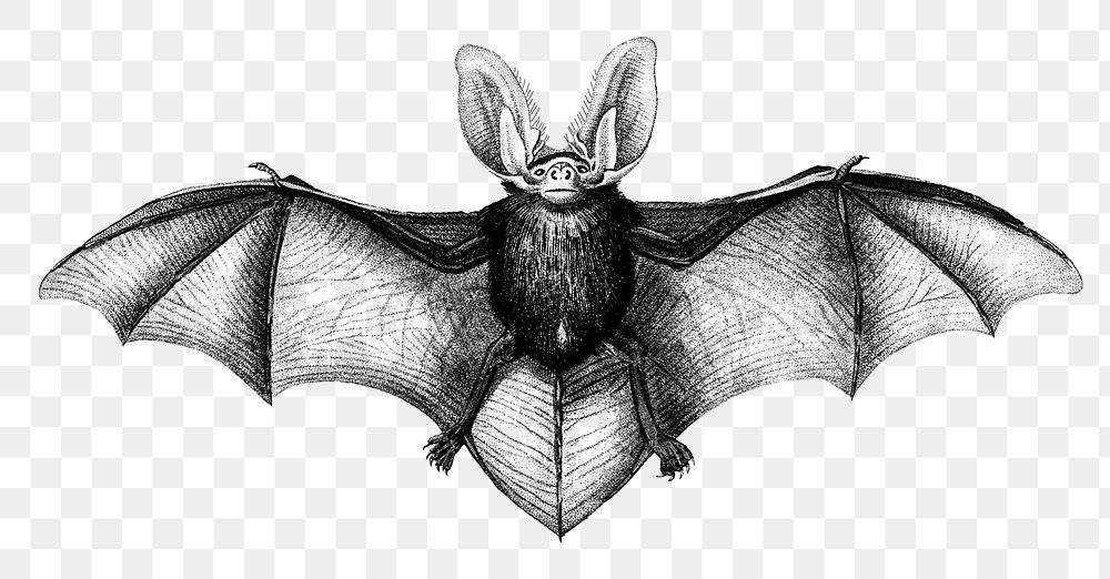 Vintage long-eared bat png animal, remix from artworks by Charles Dessalines D'orbigny