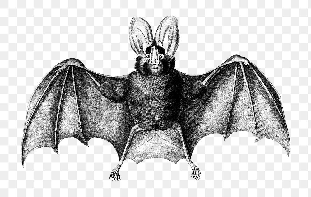 Vintage long-eared bat png animal, remix from artworks by Charles Dessalines D'orbigny